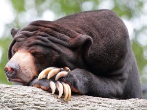 Малайский медведь на отдыхе фото